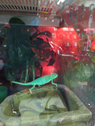 Pet Supply Store «Petco Animal Supplies», reviews and photos, 8164 Mall Pkwy, Lithonia, GA 30038, USA