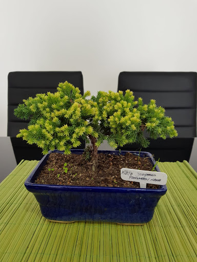 Vivero Bonsai del Bosque