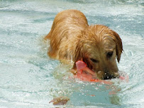 Forest Shadows Pet Resorts - Photo 6 - Car repair in Magnolia, TX, The Woodlands