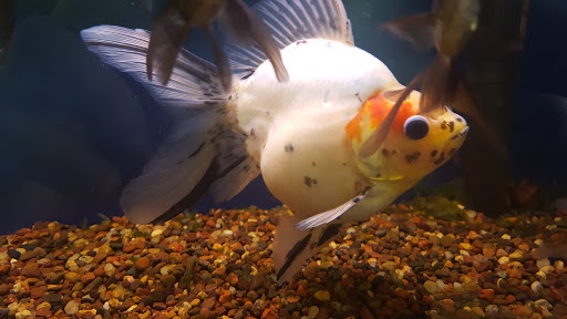 Tropical Fish Store «Aquatic Dog», reviews and photos, 7429 E Iliff Ave, Denver, CO 80231, USA