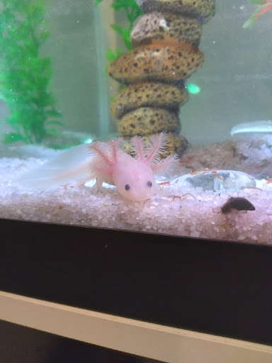 Pet Supply Store «Best Pets», reviews and photos, 905 Washington Ave, Detroit Lakes, MN 56501, USA