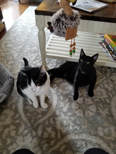 Pet Supply Store «Pet Supermarket», reviews and photos, 608 Montgomery Hwy, Vestavia Hills, AL 35216, USA