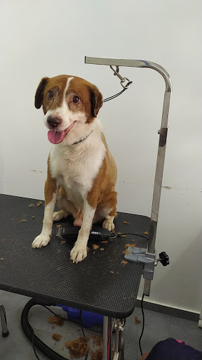 Clínica Veterinaria Los Palacios en Los Palacios y Villafranca