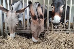 Donkey & Landspielhof Nessendorf image