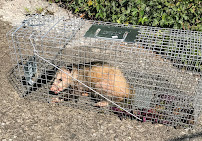 jr pest specialist - Photo 3 - Car repair in , Staten Island