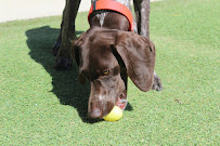 Fast Tracks Canine Activity Center - Photo 9 - Car repair in Cedar Falls, IA, Waterloo