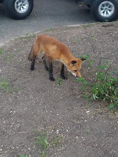 Golf Course «Kissena Park Golf Course», reviews and photos, 164-15 Booth Memorial Ave, Fresh Meadows, NY 11365, USA