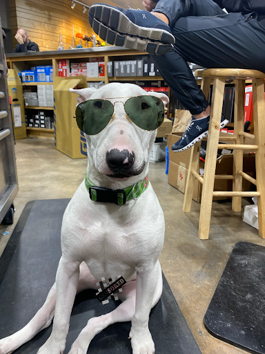 Bicycle Store «Urban Bicycle Gallery», reviews and photos, 4814 Nett St, Houston, TX 77007, USA