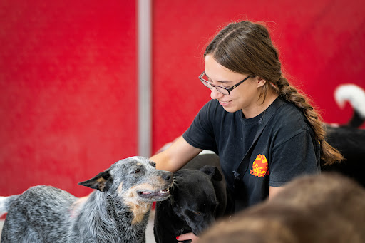 The Dog Stop - Clearwater