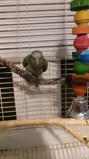 Pet Store «Appalachian Pets and Supplies», reviews and photos, 221 Locust St, Spruce Pine, NC 28777, USA