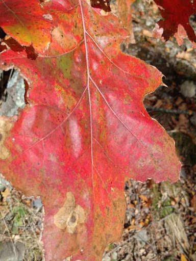 Park «Bare Cove Park», reviews and photos, Bare Cove Park Dr & Fort Hill St, Hingham, MA 02043, USA