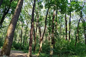 Pădurea Dudu image
