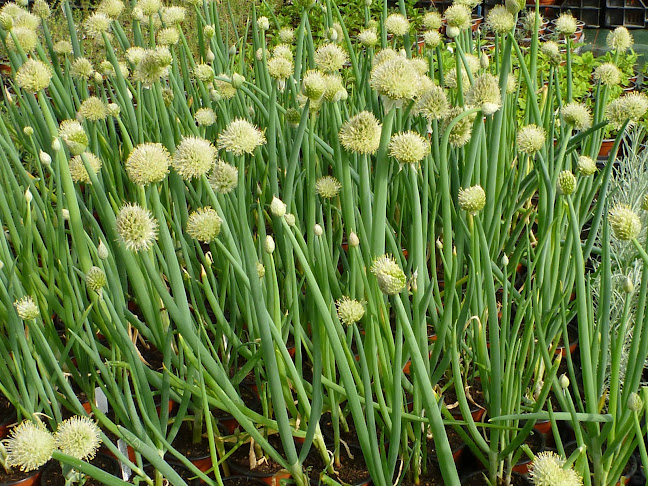 Biogärtnerei am Hirtenweg - Gartenbauer