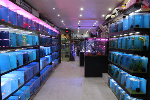 Fish Point (Best Aquarium Shop)
