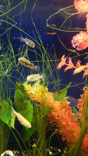 Pet Supply Store «Pet Station Jackson», reviews and photos, 1617 E Michigan Ave, Jackson, MI 49202, USA