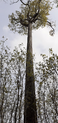 Forêt Domaniale de Réno Valdieu à Saint-Mard-de-Réno