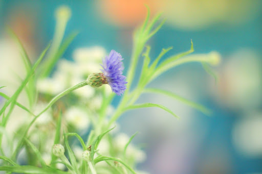 Florist «Main Floral», reviews and photos, 115 E Main St, Anoka, MN 55303, USA