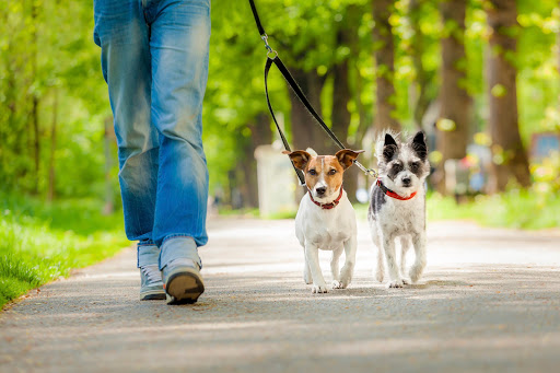 The Vancouver Dog Walkers