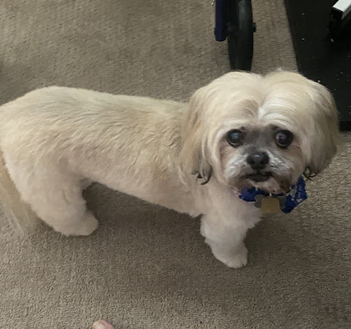 Pet Store «DipidyDawg Gourmet Dog Bakery & Boutique», reviews and photos, 21301 S Tamiami Trail Suite 430, Estero, FL 33928, USA