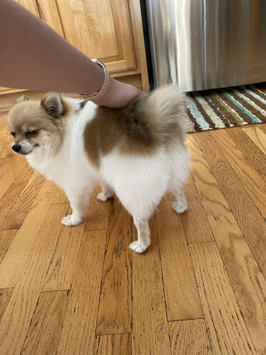 Pet Supply Store «PetSmart», reviews and photos, 5154 Nicholson Ln, Kensington, MD 20895, USA