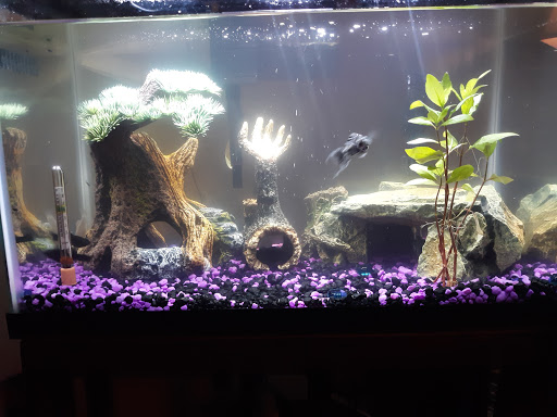 Pet Supply Store «PetSmart», reviews and photos, 88 Shops at 5 Way, Plymouth, MA 02360, USA