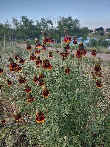 Public Golf Course «Riverside Golf Club», reviews and photos, 3000 Riverside Pkwy, Grand Prairie, TX 75050, USA