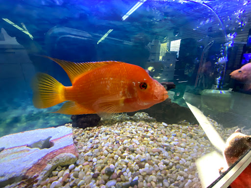 Tropical Fish Store «Lovely Pets Aquarium Store», reviews and photos, 69 Parkingway, Quincy, MA 02169, USA