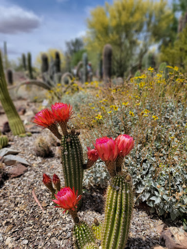 Natural History Museum «Arizona-Sonora Desert Museum», reviews and photos, 2021 N Kinney Rd, Tucson, AZ 85743, USA