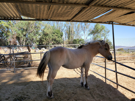 Horse trainer Murrieta