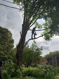 A1 Tree Service Jackson - Photo 2 - Car repair in , Jackson
