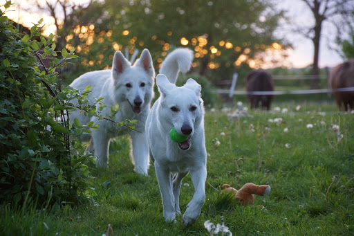 Kleintierarztpraxis Luukkonen-Albrecht Großhansdorf (haftungsbeschränkt) unter Großhansdorf, 