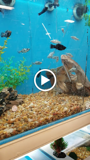 Pet Supply Store «PetSmart», reviews and photos, 3132 Vestal Pkwy E, Vestal, NY 13850, USA