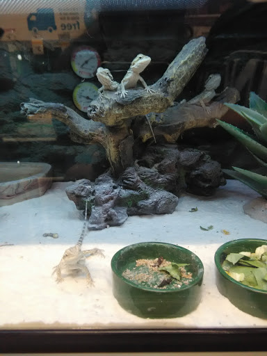 Pet Supply Store «Petco Animal Supplies», reviews and photos, 377 W Jackson St #11, Cookeville, TN 38501, USA