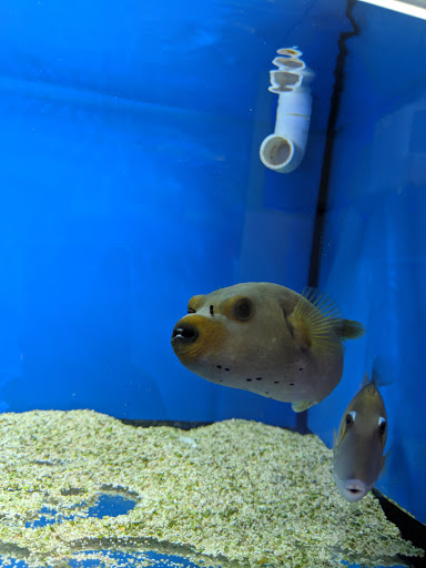 Tropical Fish Store «BluReef Aquarium», reviews and photos, 2198 Flatbush Ave, Brooklyn, NY 11234, USA