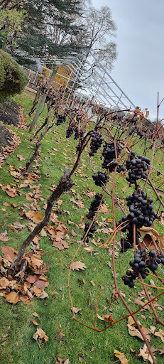Vineyard «Crossing Vineyards and Winery», reviews and photos, 1853 Wrightstown Rd, Newtown, PA 18940, USA