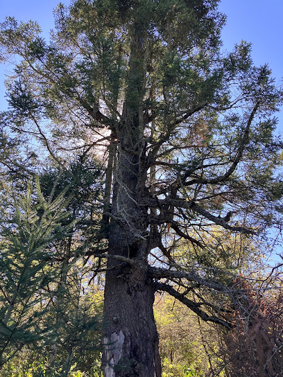 El abuelo árbol