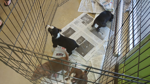 Pet Supply Store «Pet Supplies Plus», reviews and photos, 4250 N Alafaya Trail #240, Oviedo, FL 32765, USA