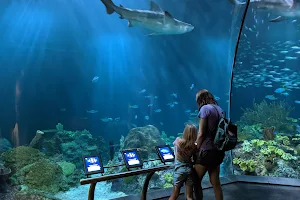 Shedd Aquarium image