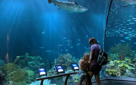 Shedd Aquarium image