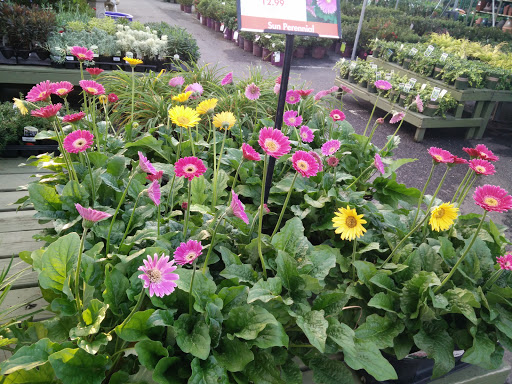 Garden Center «Pike Nurseries», reviews and photos, 6050 Bethelview Rd, Cumming, GA 30040, USA
