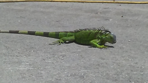 Park «Mangurian Park», reviews and photos, 3850 N Federal Hwy, Fort Lauderdale, FL 33308, USA