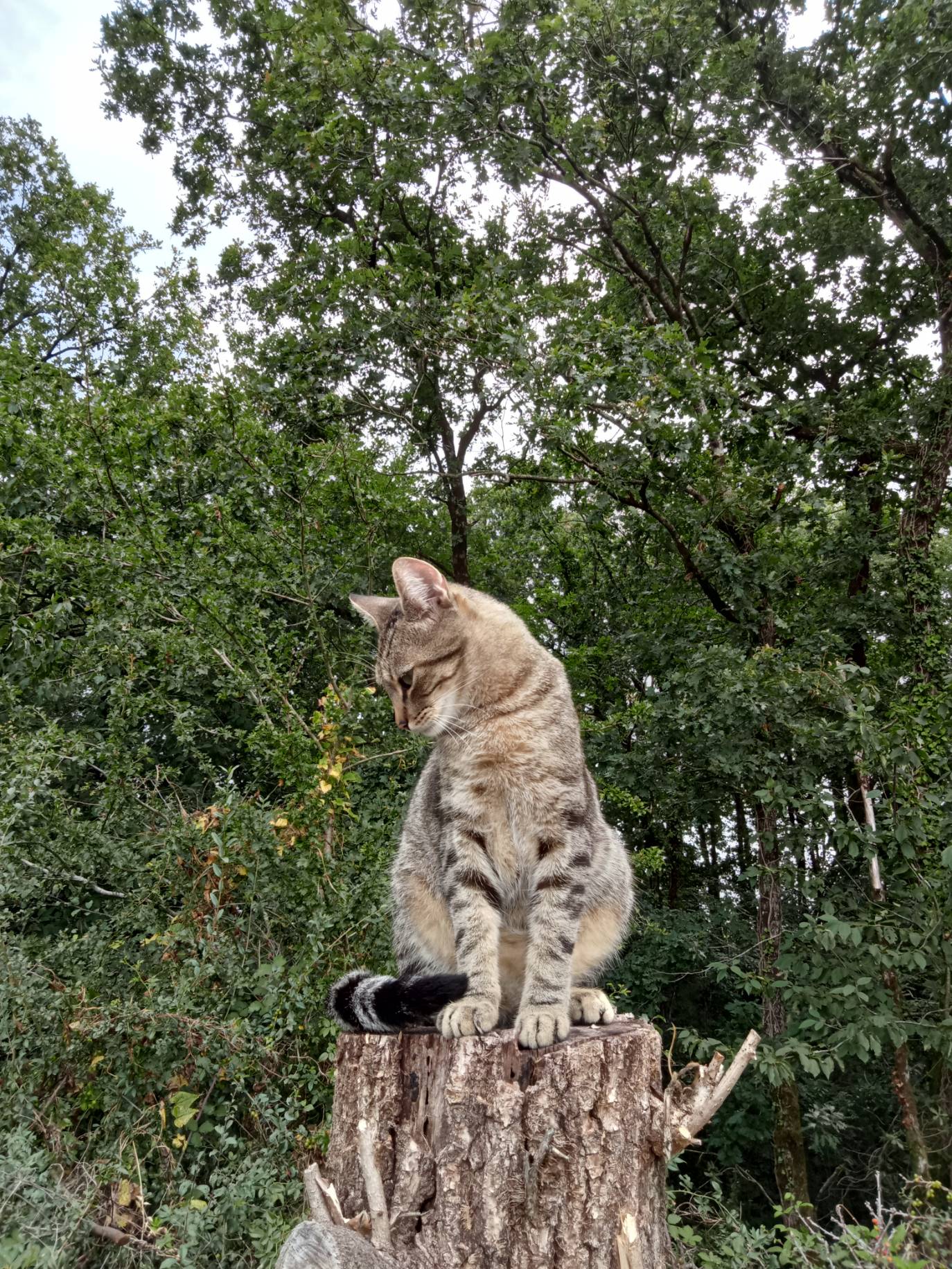 Photo n° 2 de l'avis de bonneau.h fait le 27/04/2023 à 13:44