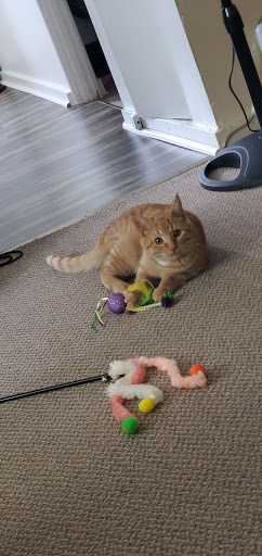 Range Regional Animal Rescue