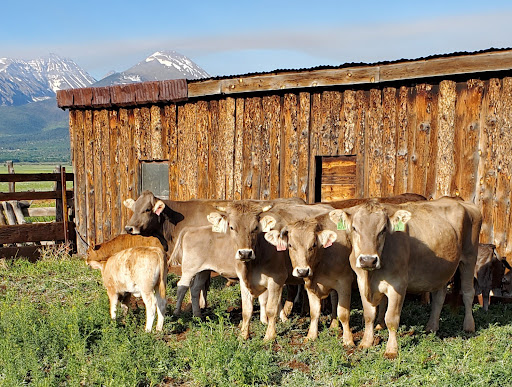 Countryside Large Animal Vet image