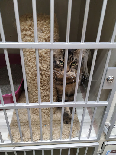 Pet Supply Store «Petco Animal Supplies», reviews and photos, 2021 Evergreen Ave, Modesto, CA 95350, USA