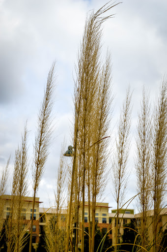 Park «Frisco Central Park», reviews and photos, 3155 Parkwood Blvd, Frisco, TX 75034, USA