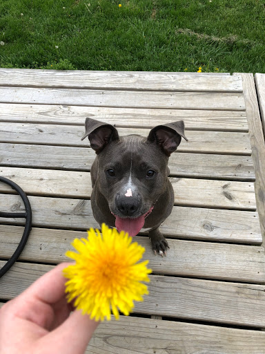 Animal Shelter «HELP the Animals, Inc», reviews and photos, 2101 W Main St, Richmond, IN 47374, USA