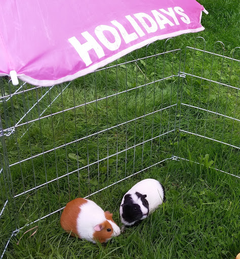 Little Pets Holiday Home Small Animal Boarding