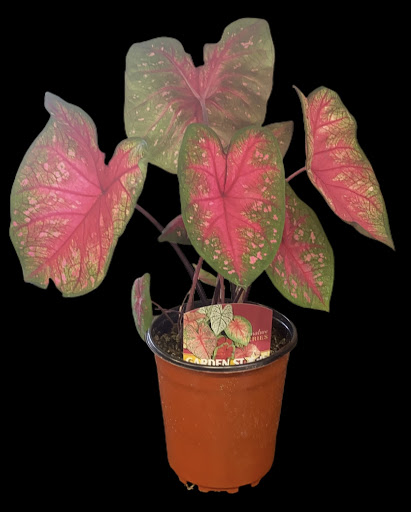 Home Improvement Store «Sutherlands Lumber», reviews and photos, 1801 Zero St, Fort Smith, AR 72901, USA