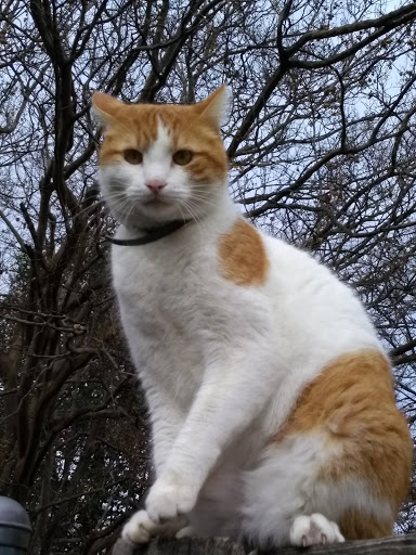 Pet Supply Store «Pet Supermarket, Inc.», reviews and photos, 3911 Lemmon Ave, Dallas, TX 75219, USA